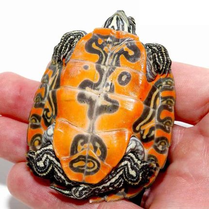 Yearling Northern Redbelly Cooter Turtle