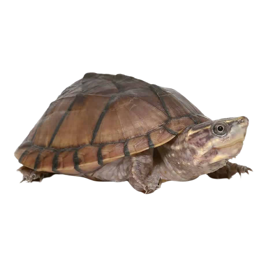 yearling-pastel-musk-turtle (2) yearling pastel musk turtle 2