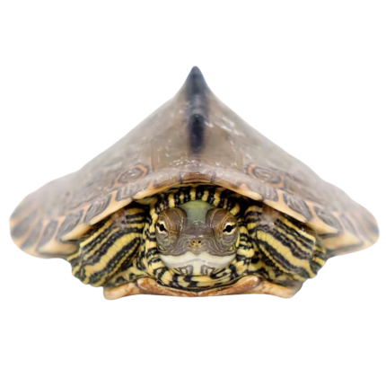 Yearling Pearl River Map Turtle