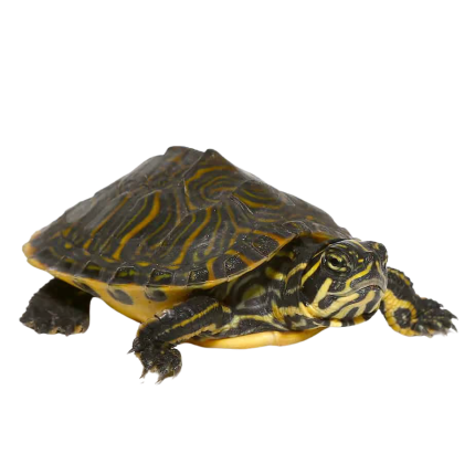 Yearling Peninsula Cooter Turtle