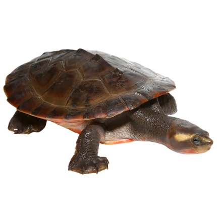 Yearling Pinkbelly Sideneck Turtle