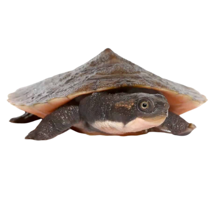 Yearling Pinkbelly Snapping Turtle