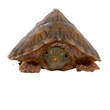 Yearling Razorback Musk Turtle