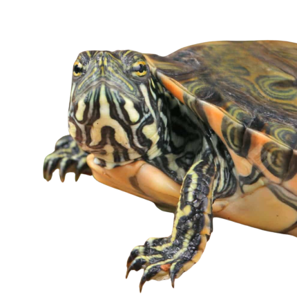 Yearling Rio Grande Gorzugi River Cooter Turtle