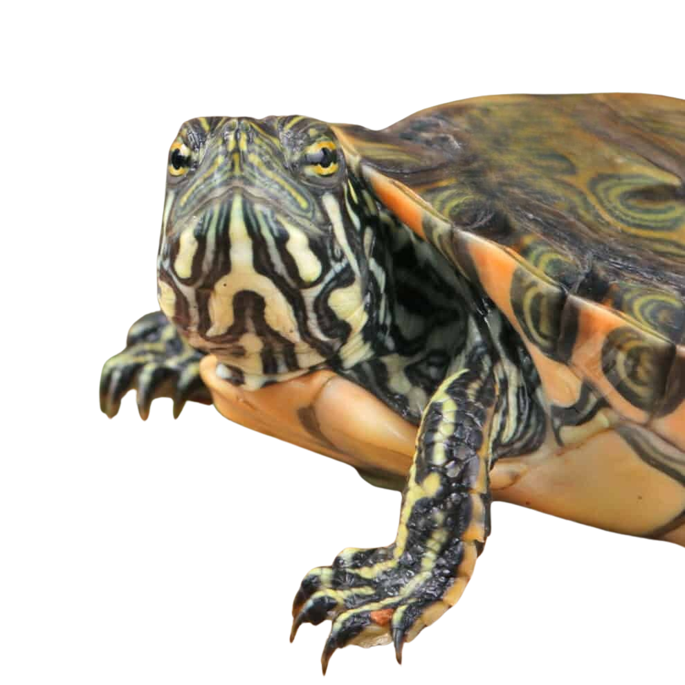 yearling-rio-grande-gorzugi-river-cooter-turtle (2) yearling rio grande gorzugi river cooter turtle 2