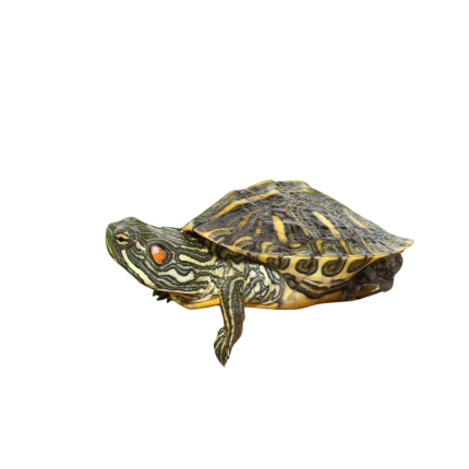 Yearling Rio Grande Red Ear Slider