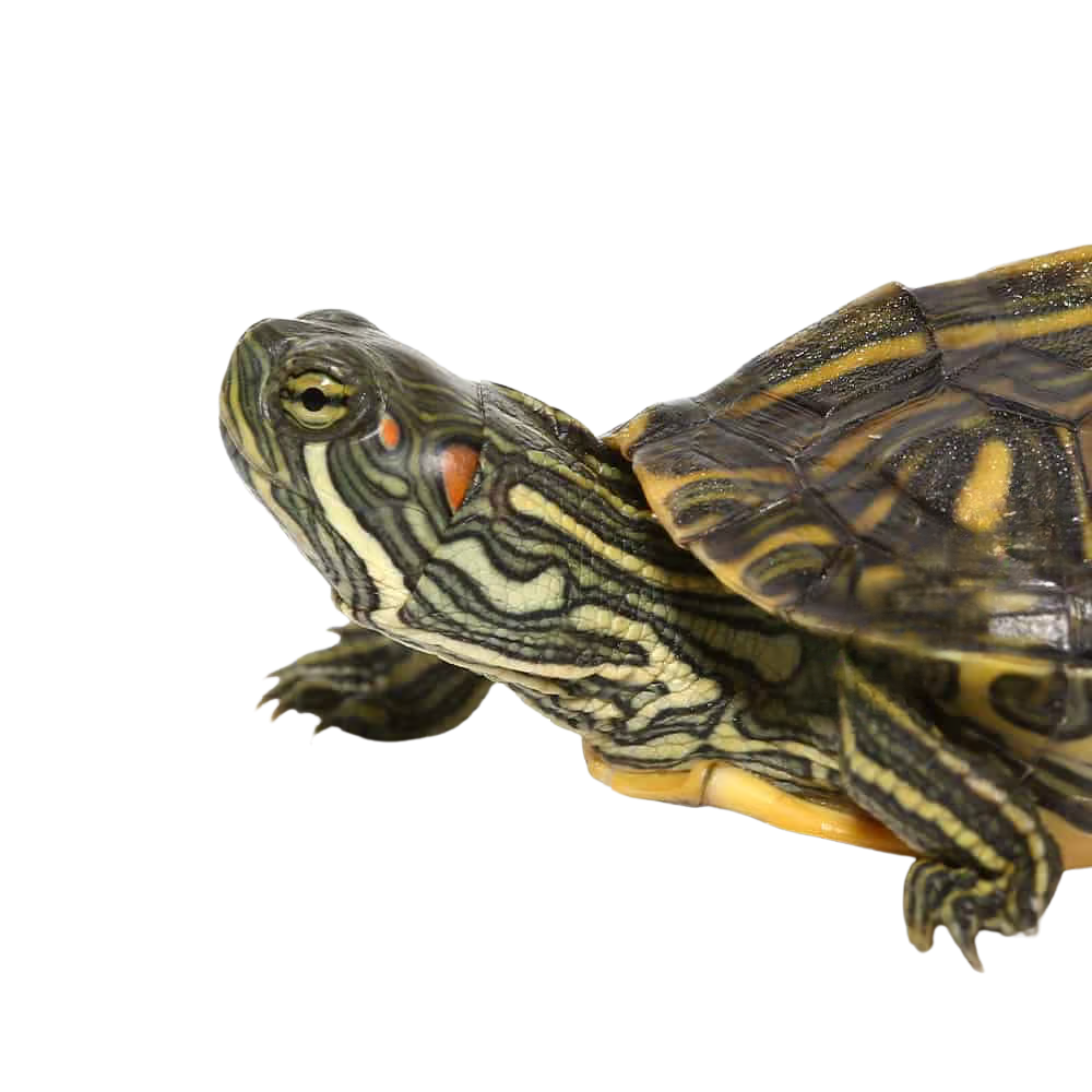 yearling-rio-grande-red-ear-slider (2) yearling rio grande red ear slider 2