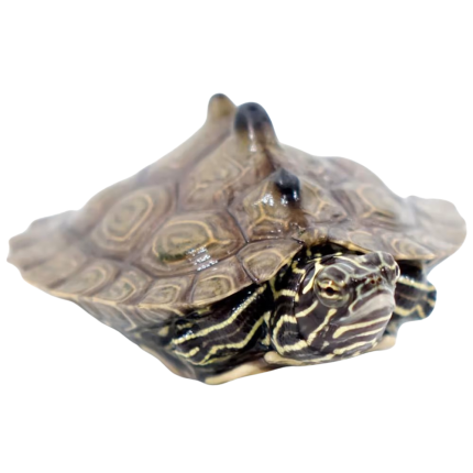 Yearling Southern Black Knob Map Turtles