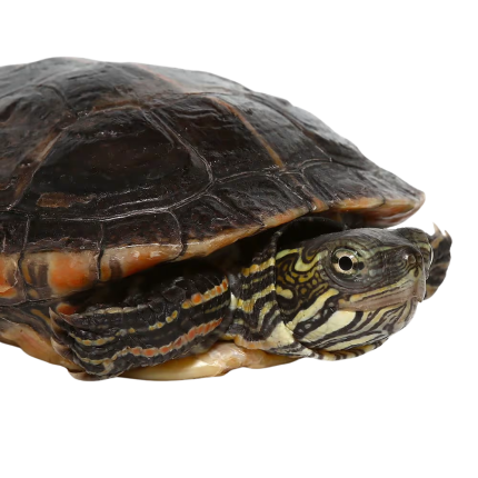 Yearling Southern Painted Turtle