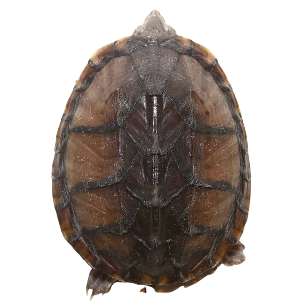 yearling-stinkpot-musk-turtle (1) yearling stinkpot musk turtle 1