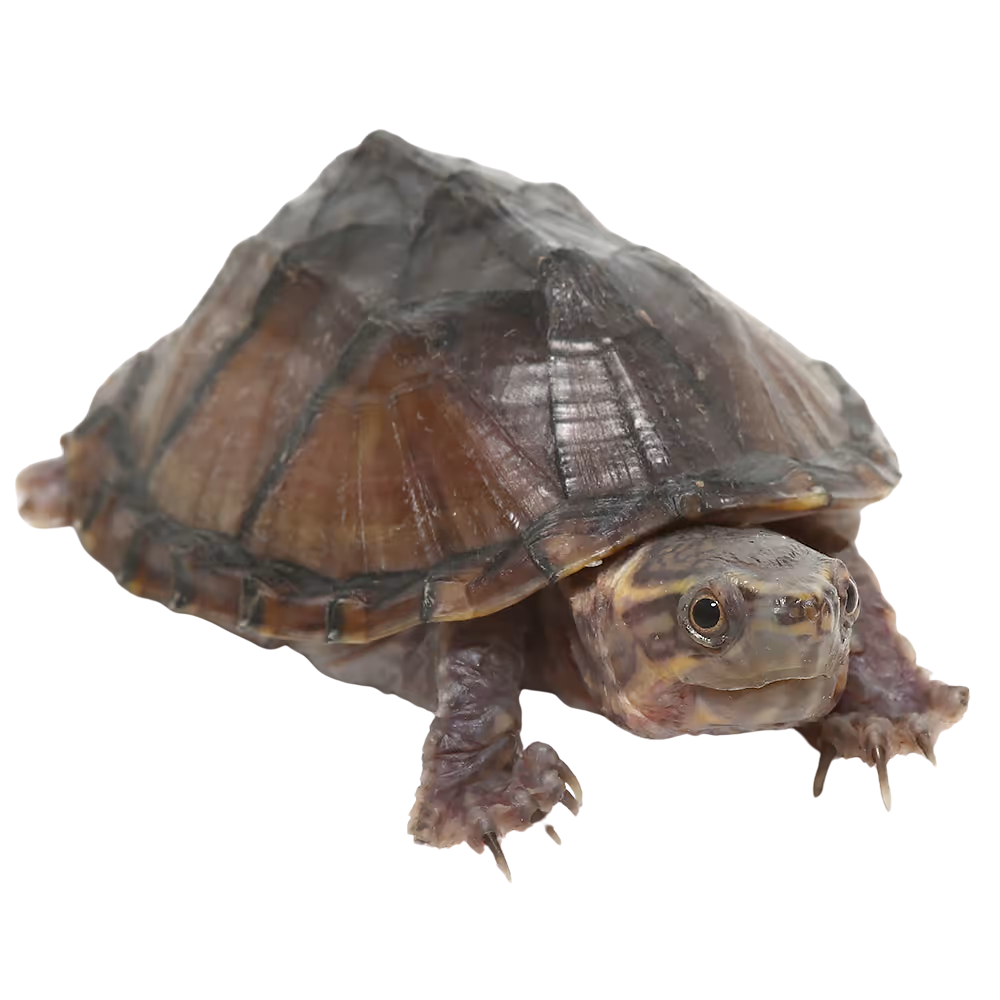 yearling-stinkpot-musk-turtle (2) yearling stinkpot musk turtle 2