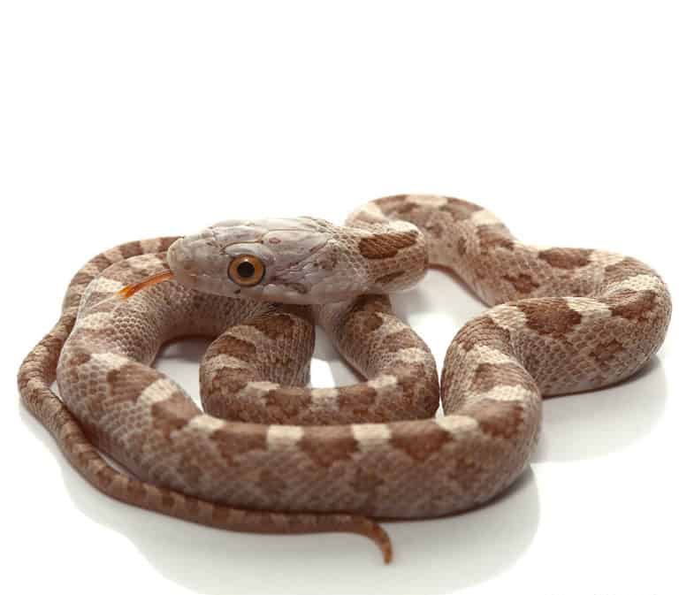 yearling-texas-x-everglades-ratsnake-pair yearling texas x everglades ratsnake pair e1746553388897