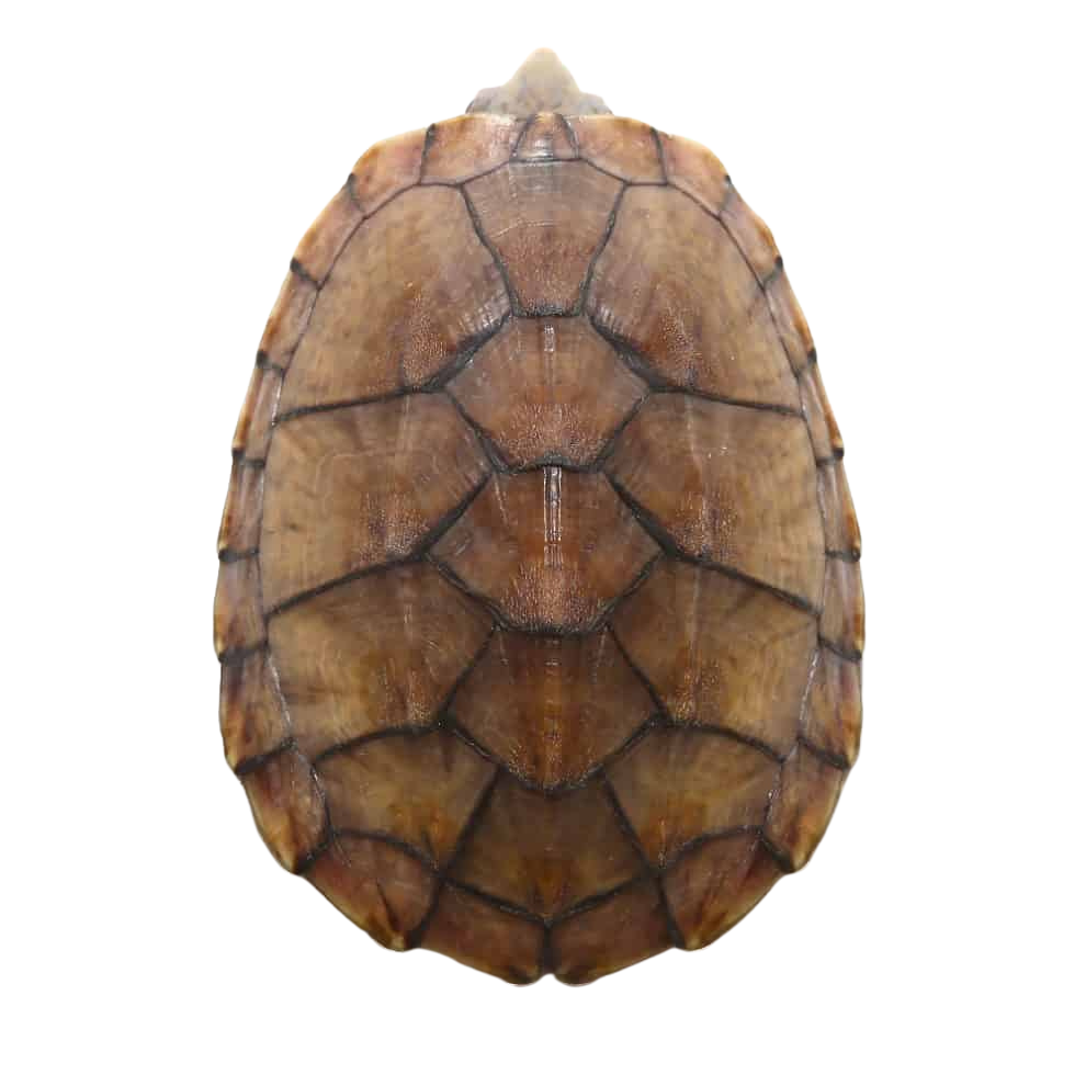 yearling-tiger-musk-turtle (1) yearling tiger musk turtle 1