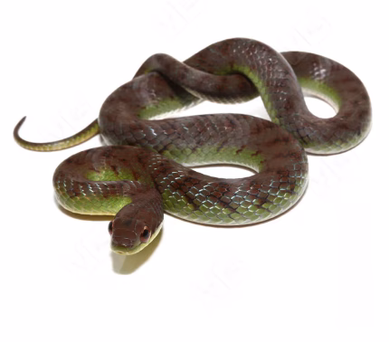 Yearling Velvet Swamp Snake