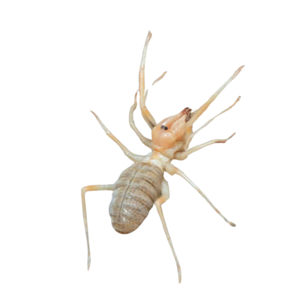 Yellow Camel Spider
