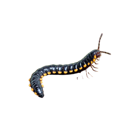 Yellow Dragon Millipede