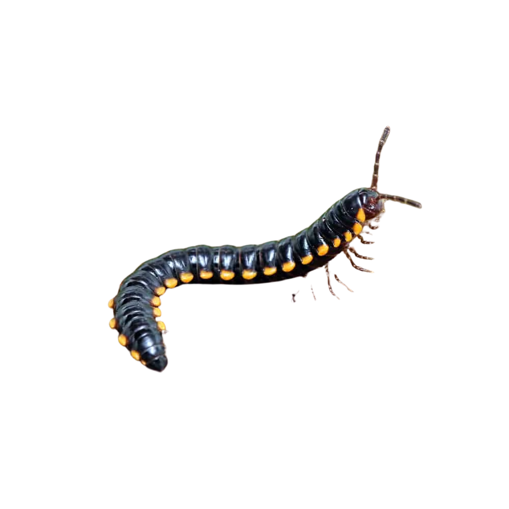 yellow-dragon-millipede (1) yellow dragon millipede 1