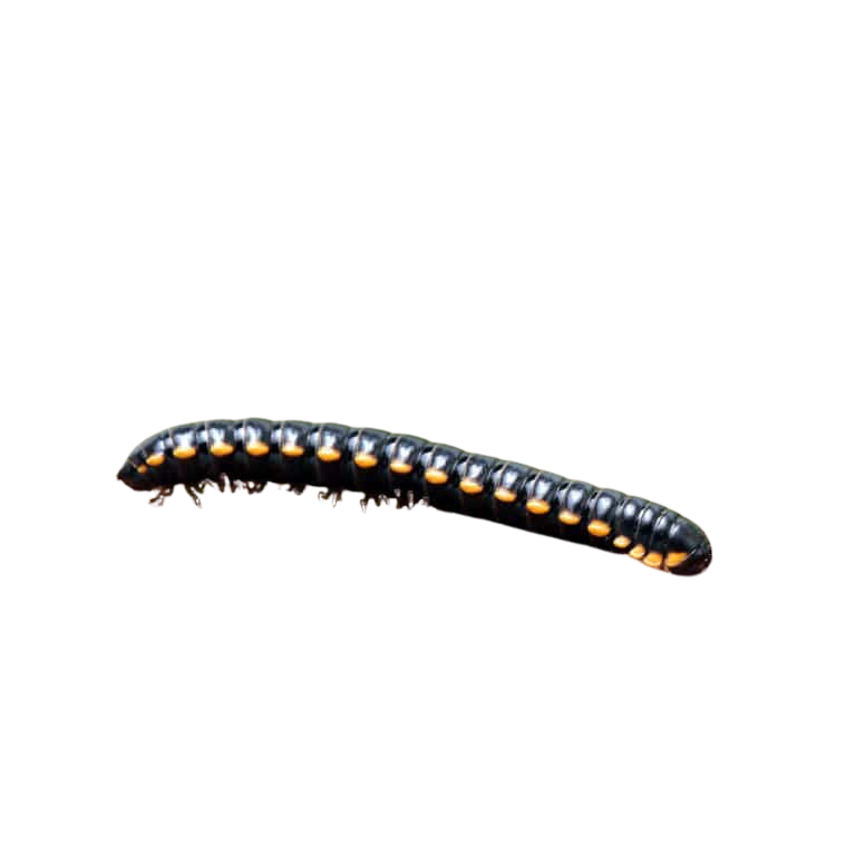 yellow-dragon-millipede (2) yellow dragon millipede 2