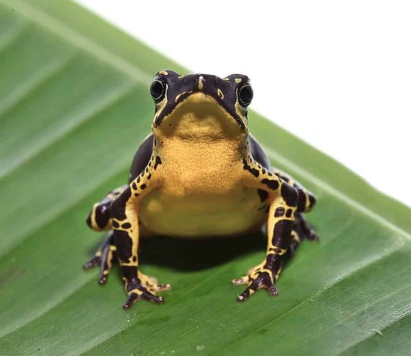 Yellow Harlequin Toad