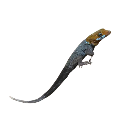 Yellow Headed Dwarf Gecko