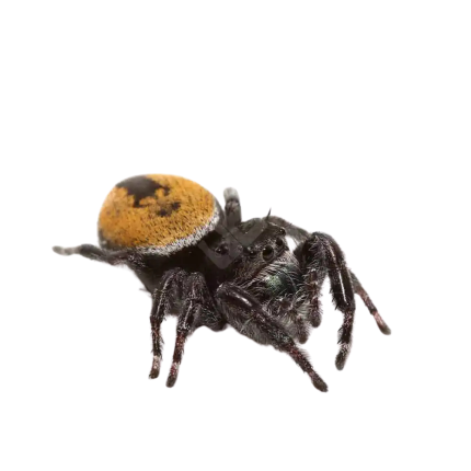 Yellow Phase Desert Red Jumping Spider