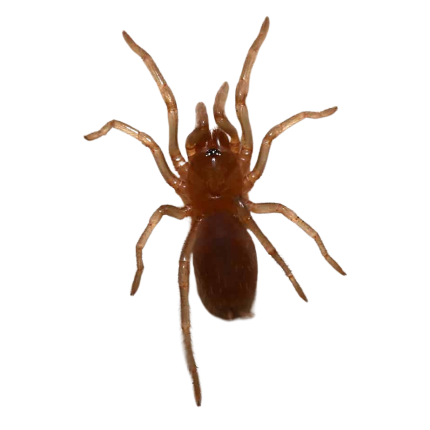 Yucatan Rust Rump Tarantula (.25 – .75”)
