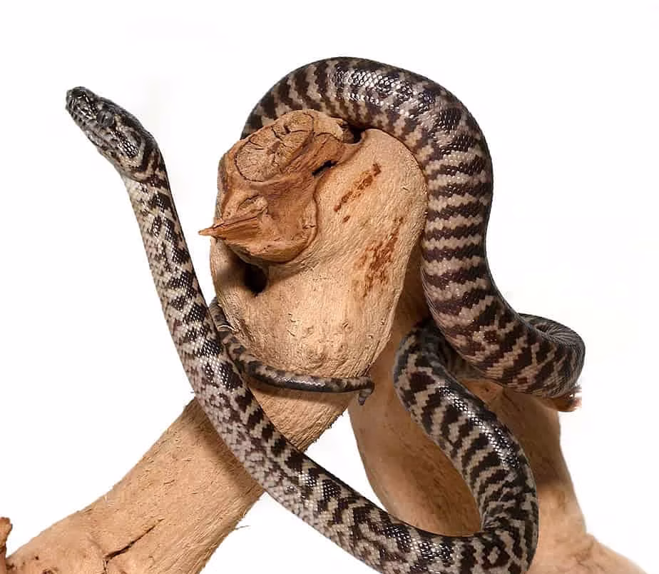zebra-jungle-carpet-python zebra jungle carpet python e1746986866271