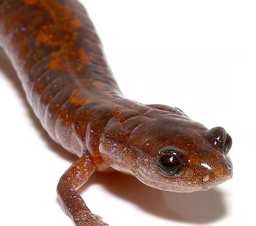 zigzag-salamander zigzag salamander e1745864629843
