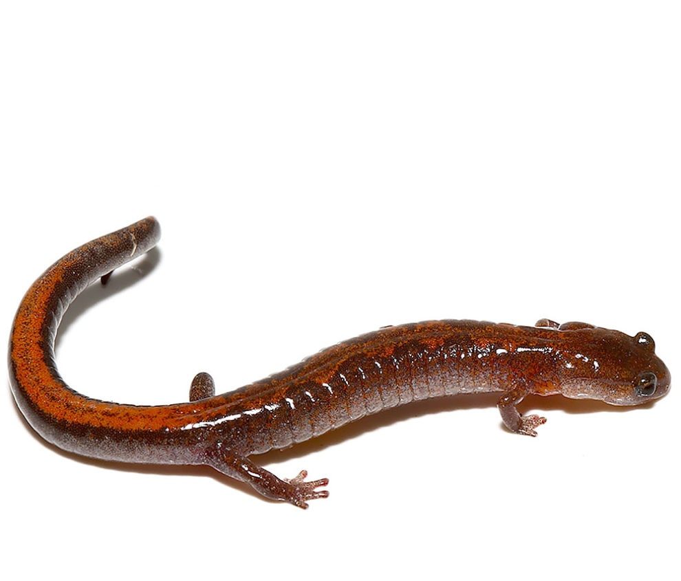 zigzag-salamander zigzag salamander e1745864651855