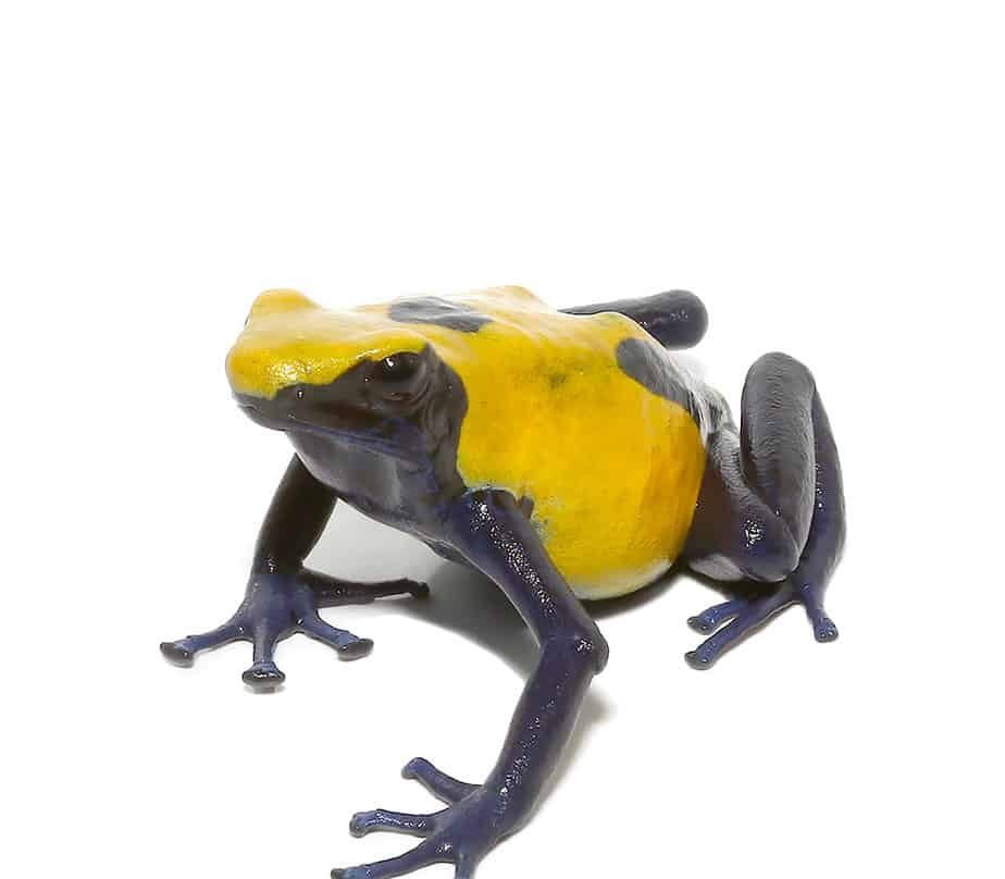 adult-citronella-tinctorius-dart-frog (2) adult citronella tinctorius dart frog 2 e1745324468426
