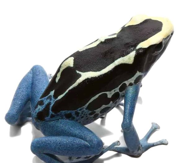 Adult Powder Blue Tinctorius Dart Frog