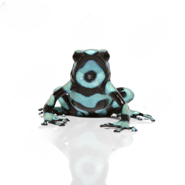 c-b-juvenile-green-and-black-auratus-dart-frog-in-stock c b juvenile green and black auratus dart frog in stock