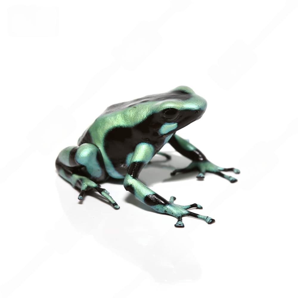 c-b-juvenile-green-and-black-auratus-dart-frog c b juvenile green and black auratus dart frog