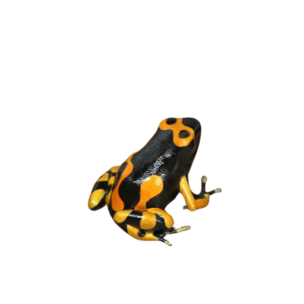 C.B. Bandit Bumblebee Dart Frog