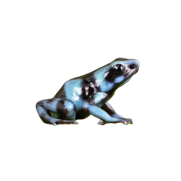 C.B. Blue And Black Auratus Dart Frog