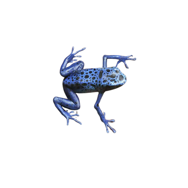 C.B. Blue Azureus Tinctorius Dart Frog