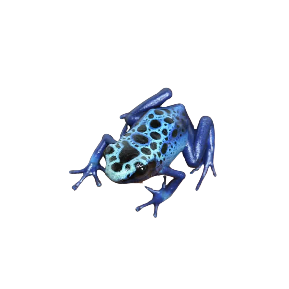cb-blue-sipaliwini-tinctorius-dart-frog (1) cb blue sipaliwini tinctorius dart frog 1