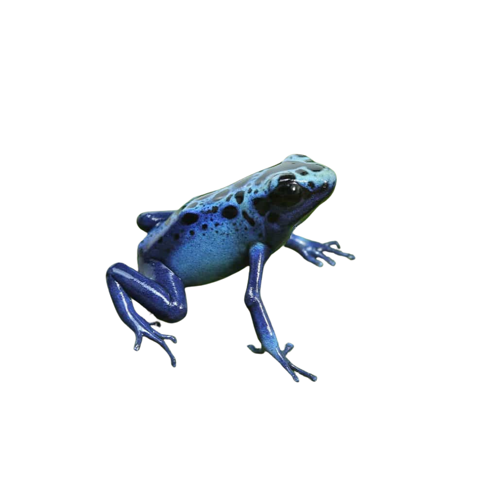 cb-blue-sipaliwini-tinctorius-dart-frog (2) cb blue sipaliwini tinctorius dart frog 2