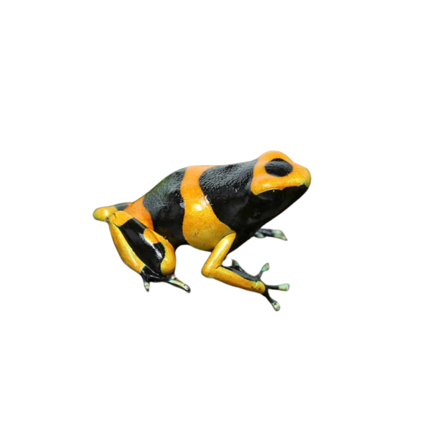 C.B. Bumblebee Dart Frog