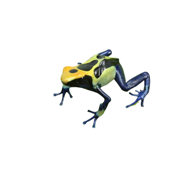 C.B. Cobalt Blue Tinctorius Dart Frog