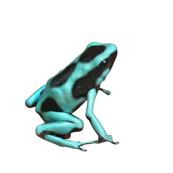 cb-green-and-black-auratus-dart-frog