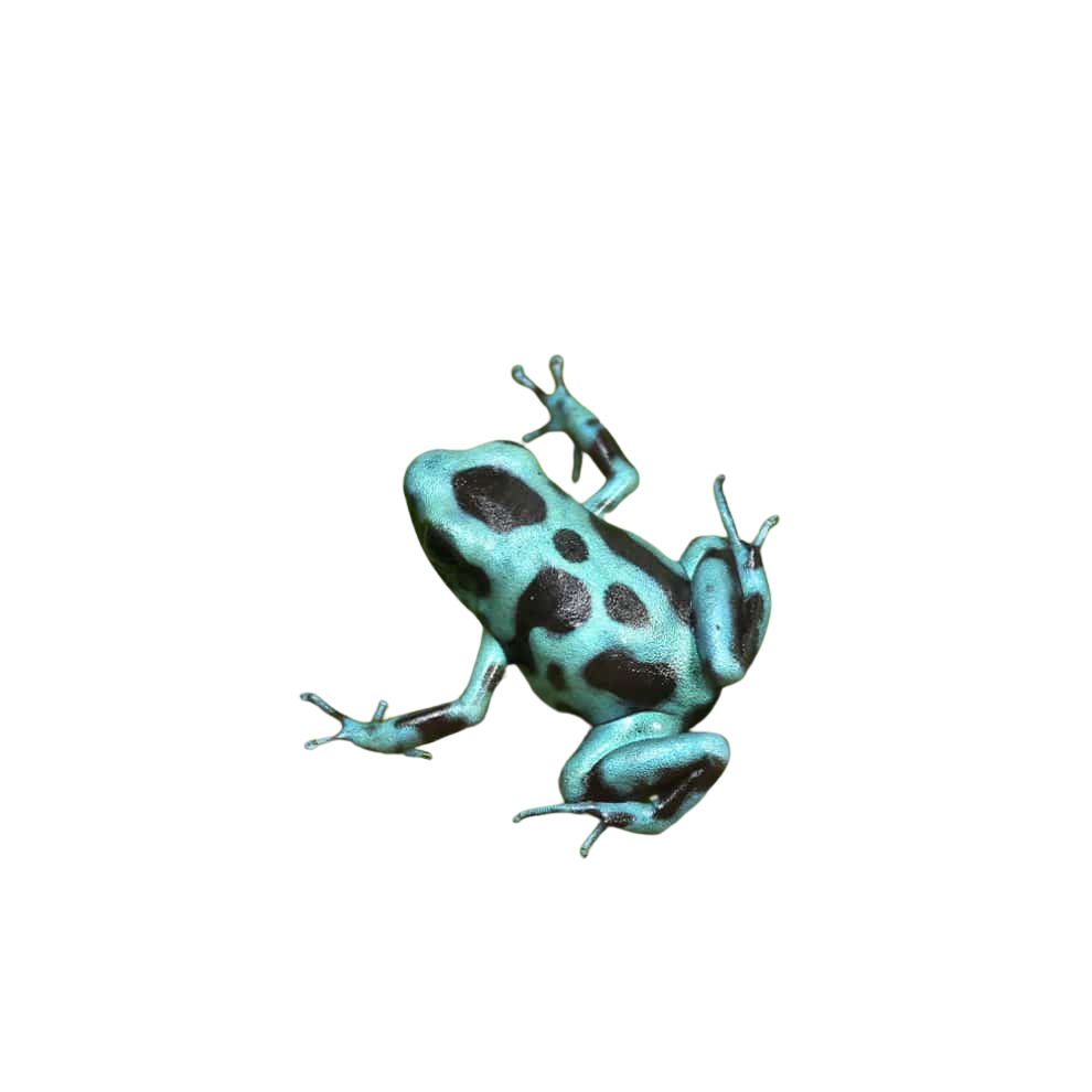 cb-highland-bronze-auratus-dart-frog (2) cb highland bronze auratus dart frog 2