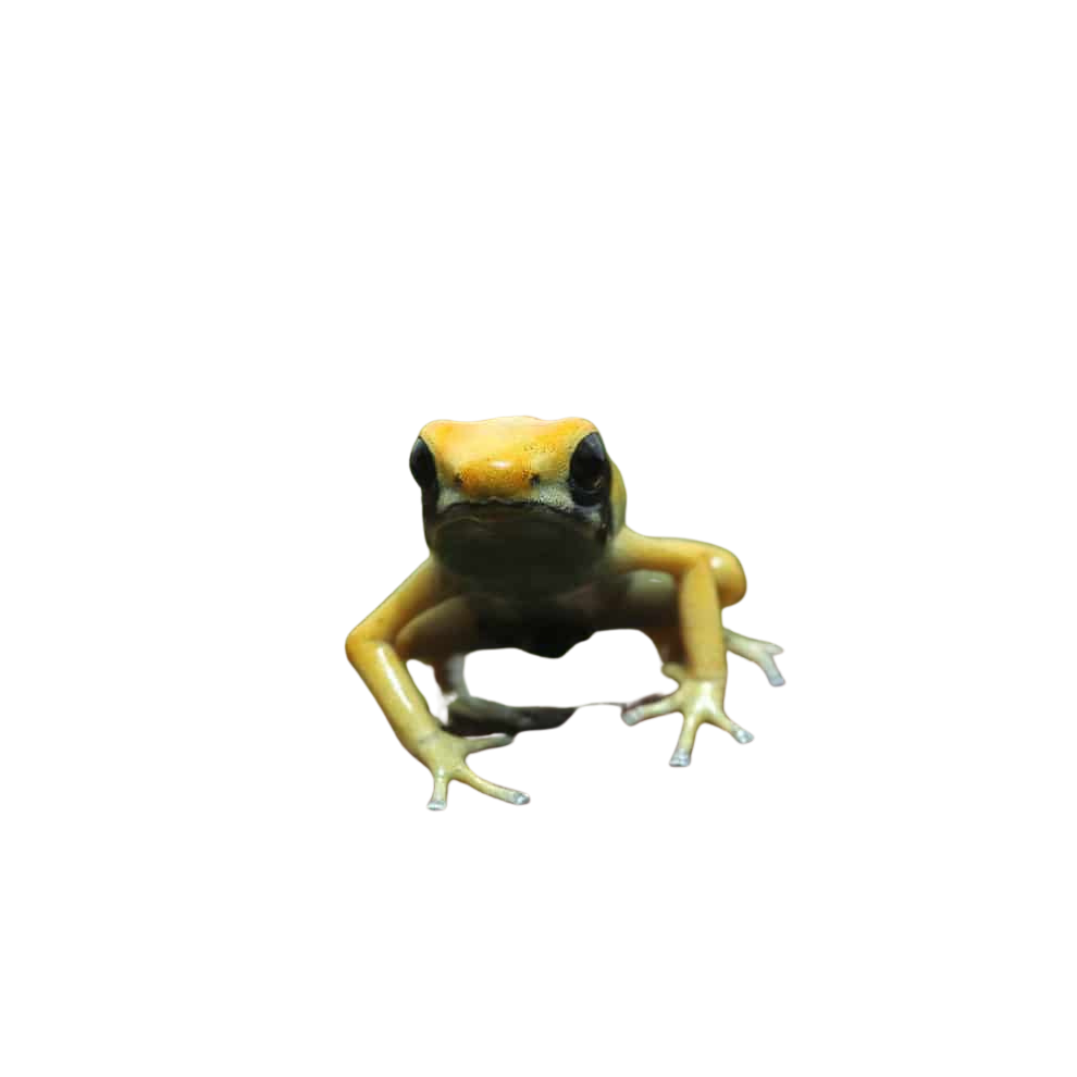 cb-matecho-tinctorius-dart-frog (1) cb matecho tinctorius dart frog 1