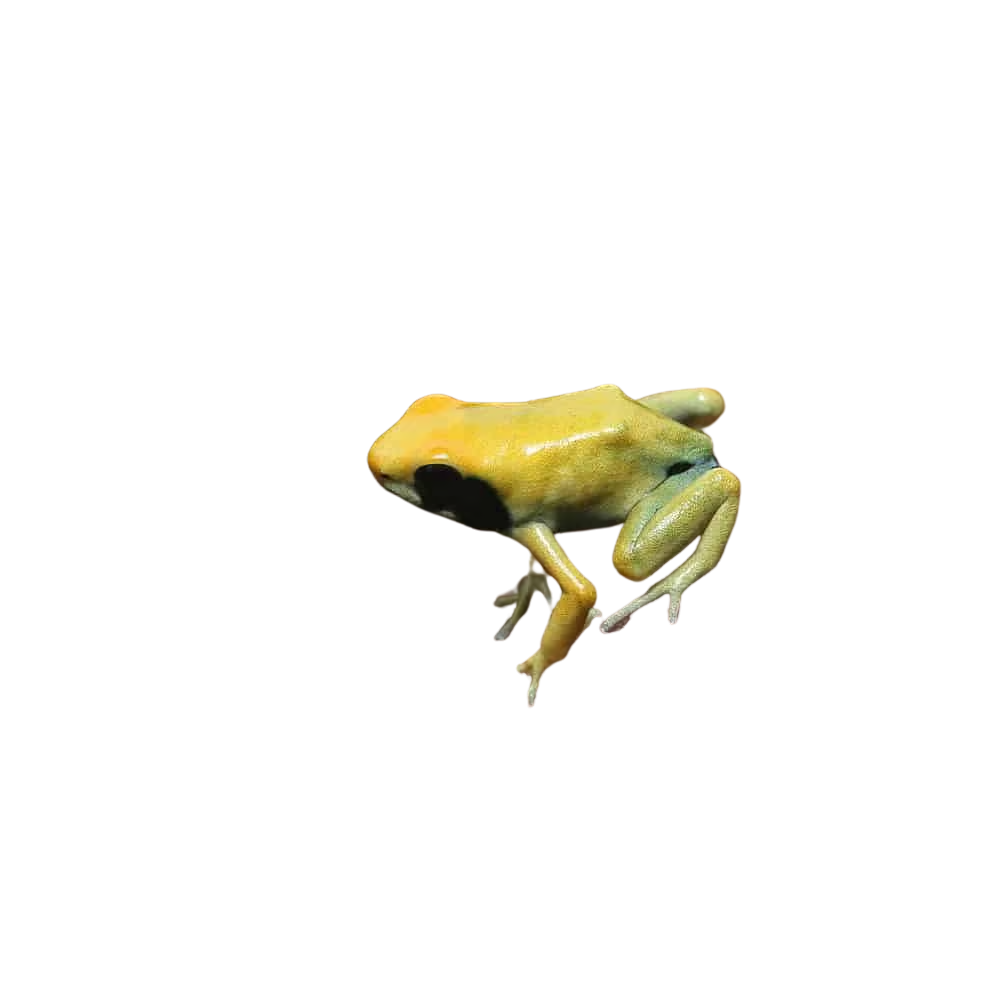 cb-matecho-tinctorius-dart-frog (2) cb matecho tinctorius dart frog 2