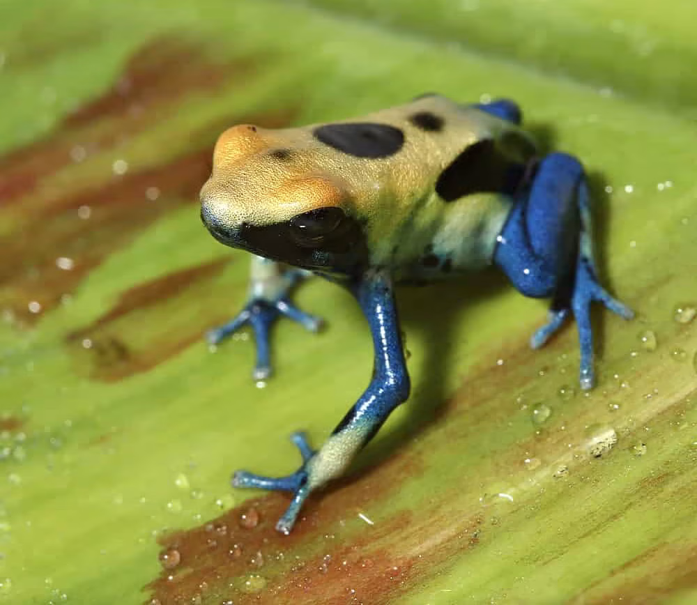 cb-patricia-tinctorius-dart-frog cb patricia tinctorius dart frog e1745252481172