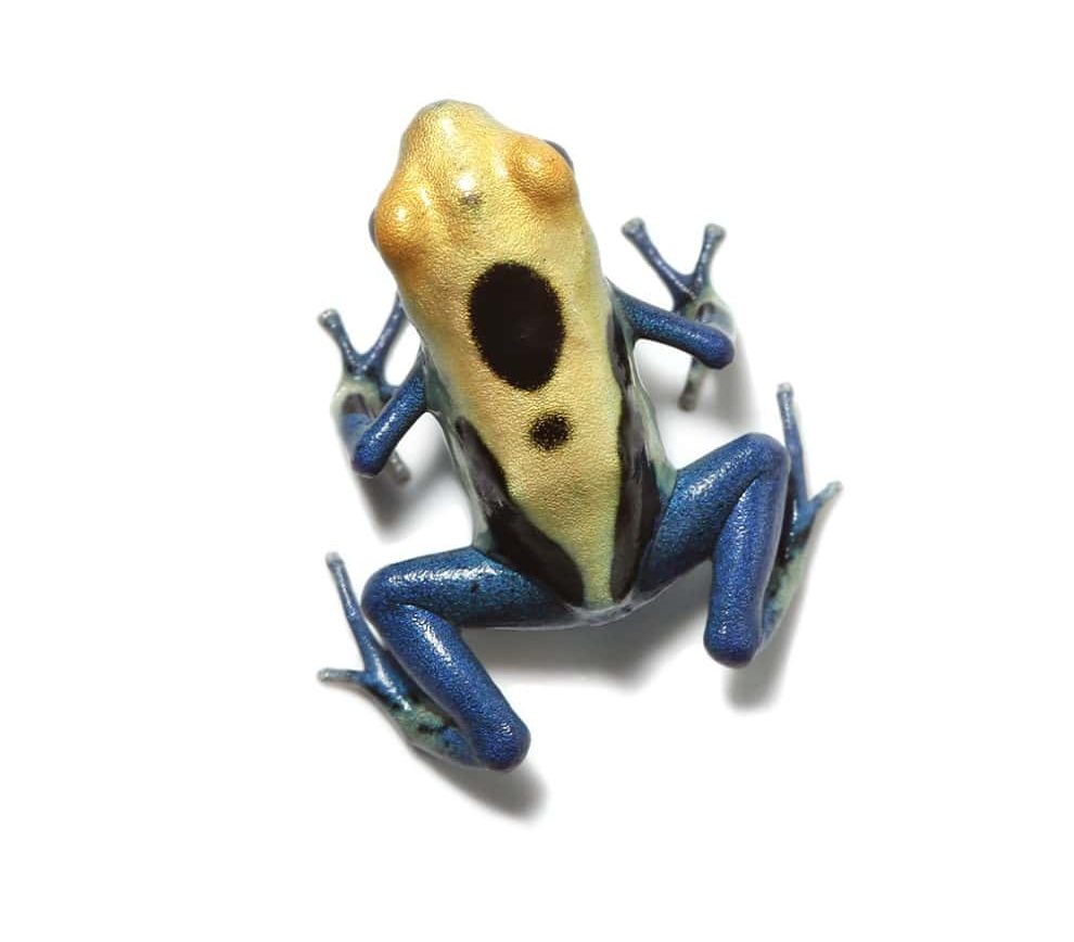 cb-patricia-tinctorius-dart-frog cb patricia tinctorius dart frog e1745252510108