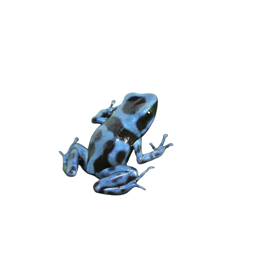 cb-reticulated-blue-and-black-auratus-dart-frog (1) cb reticulated blue and black auratus dart frog 1