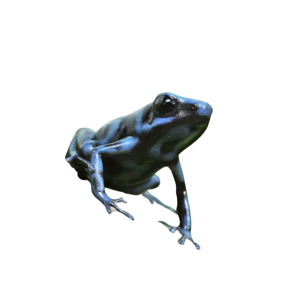 cb-reticulated-blue-and-black-auratus-dart-frog (2) cb reticulated blue and black auratus dart frog 2