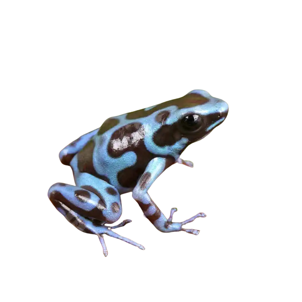 cb-super-blue-green-auratus-dart-frog (1) cb super blue green auratus dart frog 1