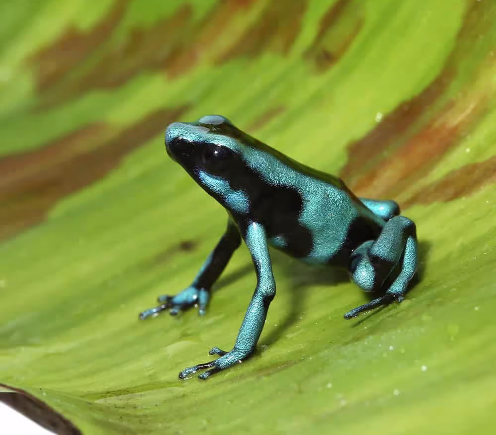 cb-turquoise-and-black-auratus-dart-frog cb turquoise and black auratus dart frog e1745251842705